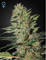 Green House Seeds Exodus Cheese Autoflowering CBD Feminized