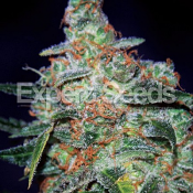 Cheese Auto – Feminized – Expert Seeds