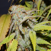 FEMINIZED LINE Cookie OG - Feminized - Purple Caper Seeds