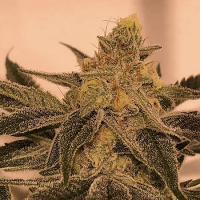 Ksmorz Regular Cannabis Seeds by Prolific Coast Seeds