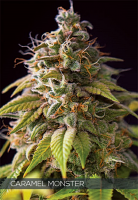 Vision Seeds Caramel Monster Feminized