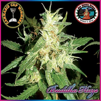 Big Buddha Seeds Buddha Haze Feminized