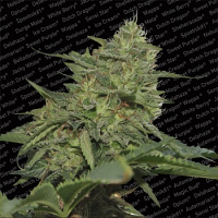 Paradise Seeds Original Cheese IBL Feminized