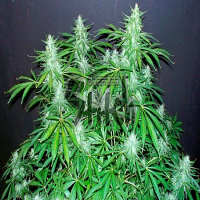 Flash Seeds Bubble Hash Super Auto Feminized