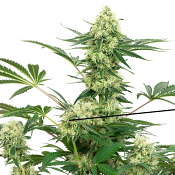 Wedding Cheesecake - Feminized - White Label Seeds (American Line)