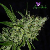 Chemdog - Feminized - Anesia Seeds