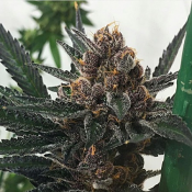 Sour Trop BX - Regular - ONI Seed Co