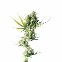 Durban – Regular – Sensi Seeds