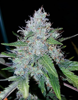 Critical Mass Collective Seeds Auto Monster Mass Feminized