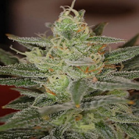 TGA Subcool Seeds Dairy Queen Regular