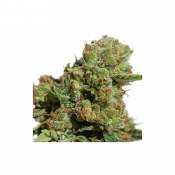 Auto Bruce Lemon Diesel - Feminized - Super Sativa Seed Club