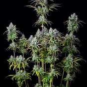 Original Auto Big Bud - Feminized - Fast Buds