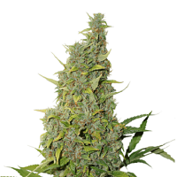 Seed Stockers Seeds BCN Power Plant Feminized
