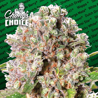 Mendocino Skunk - Feminized - Chong's Choice - Paradise Seeds