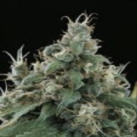 Sagarmatha Seeds Flow Regular