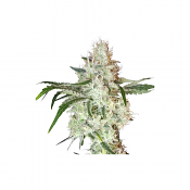 Lemon O.G. - Feminized - Super Sativa Seed Club