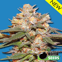 Bomb Seeds Big Bomb Auto Feminized 