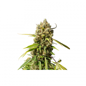 Auto Elephant - Feminized - Super Sativa Seed Club