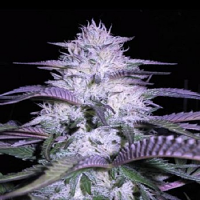 VIP Seeds Currant Kush Feminized
