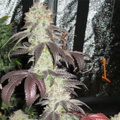 Black Kush - Feminized - The Cali Connection