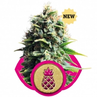 Pineapple Kush – Feminized – Royal Queen Seeds