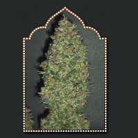 OO Seeds Chocolate Skunk Feminized