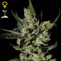 Green House Seeds Exodus Cheese Feminized