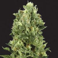 Kera Seeds White Thunder Feminized