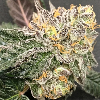 Purple Caper Seeds Gelato BX Regular