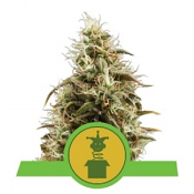 Royal Jack Auto - Feminized - Royal Queen Seeds