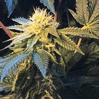 Shiloh Z - Feminized - Massive Creations & T.H.Seeds