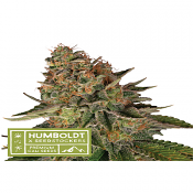 Superior Blue Moby - Regular - Seedstockers