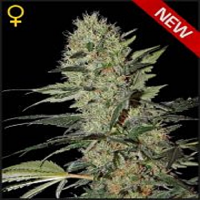 Green House Seeds Exodus Cheese Auto Feminized