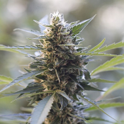 Northern Lights x Skunk - Feminized - 2024 Cannabis Seed Collection
