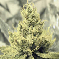Medical Seeds Y Griega Feminized 