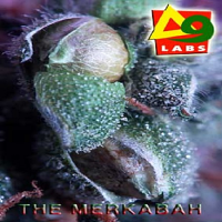 Delta 9 Labs Seeds The Merkabah Regular