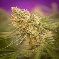 TGA Subcool Seeds Cuvée Regular