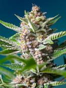 Purple Punch OG - Feminized - Sweet Seeds