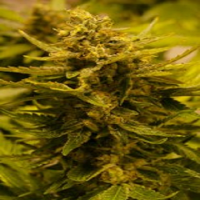 Cali Connection Seeds CBD OG Regular