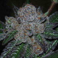 Archive Seeds PURPetrator Regular