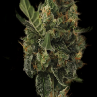 Kera Seeds Cherry Grapefruit Feminized