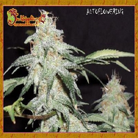 Dr Krippling Seeds Pickled Diesel Auto Feminized 