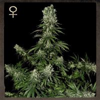 Strain Hunters Seeds White Strawberry Skunk Feminised