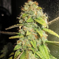 Pheno Finder Seeds Notorious OG Feminized