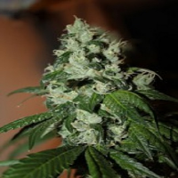 Connoisseur Genetics Seeds Diesel Dipped Cookies Feminised