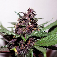 Swiss Dream Rose CBD Auto - Feminized - Kannabia
