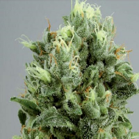 De Sjamaan Seeds Lemon Bud Feminised