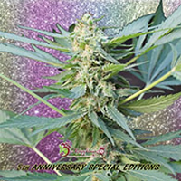 Dr Krippling Seeds Mango Bubble Cloud Auto Feminized