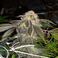 Connoisseur Genetics Seeds Grand Doggy Purps Feminized
