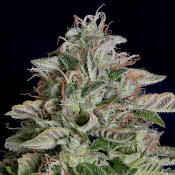 Don Megalodon - Feminized - Don Avalanche Seeds